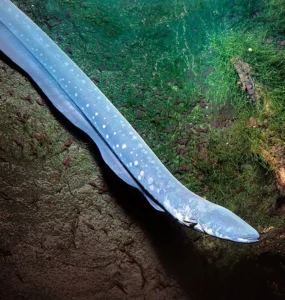 Menguak Misteri Belut Listrik Raksasa dari Amazon belut listrik