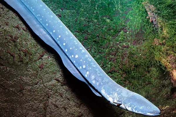 Menguak Misteri Belut Listrik Raksasa dari Amazon belut listrik