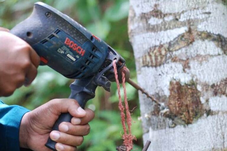 Awalnya Saya Pikir Kejam, Ternyata Pohon Gaharu Memang Harus ‘Terluka’ Dulu untuk Berharga pohon gaharu